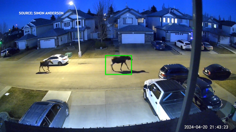 Surveillance video caught two moose walking in Mill Woods on Saturday, April 20, 2024. (Simon Anderson)