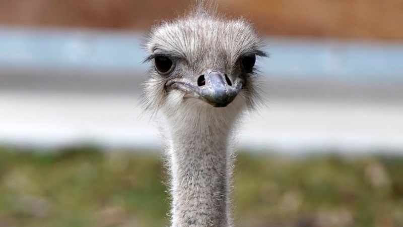This image provided by the Topeka Zoo shows Karen, an ostrich at the Topeka Zoo in Topeka, Kan. The 5-year-old ostrich was euthanized on Thursday, April 18, 2024, after grabbing and swallowing a zoo staff member's keys. (Brea Schmidt / Topeka Zoo via AP)