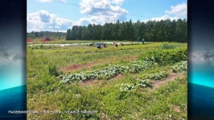 Healthy Food For All, a community vegetable garden in Wahnapitae that produces food for low-income neighbours is among the 2024 recipients of funding from Project Impact. (Angela Gemmill/CTV News Norhtern Ontario/Image from video report)