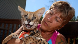 Margueret Lewis holds her female serval cat named Koshi at her home in Carp, Ont., on July 6, 2016. (Sean Kilpatrick / The Canadian Press) 