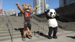 Mascots square off in stair climb 