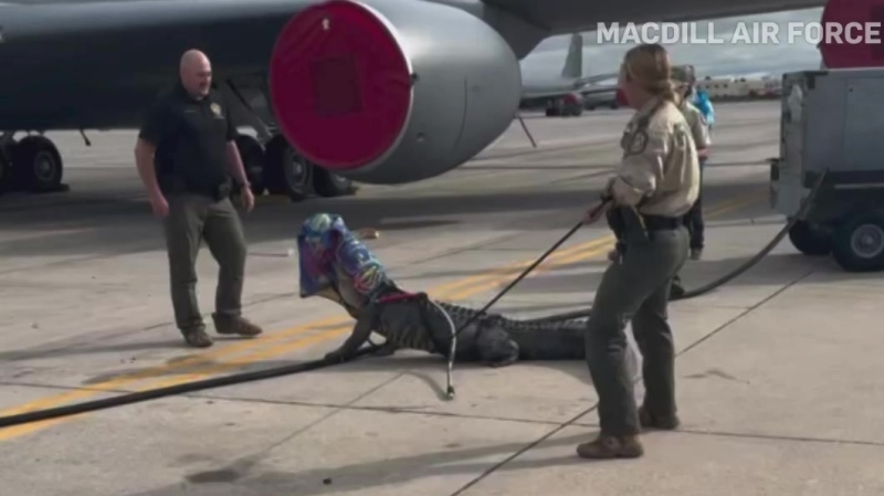 WATCH: Gator wrangled at Florida airbase