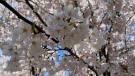 Cherry blossoms are blooming across Canada. (Heather Butts / CTV News)