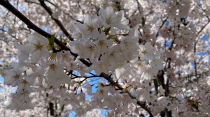 Cherry blossoms are blooming across Canada. (Heather Butts / CTV News)