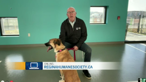 WATCH: Our update with the Regina Humane Society for April 23rd, 2024.