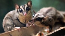 A sugar glider looks up while another steals its food at the Singapore Zoo on Friday, Aug. 17, 2012, in Singapore. (AP Photo/Wong Maye-E)
