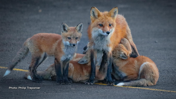 Fox mom and kits in Kanata. (Philip Trepanier/CTV Viewer)