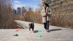 Local resident Cemre Uzumnehmetoglu and her dog Viktor walk on the boardwalk of Montreal's Lachine Canal in Montreal, Wednesday, April 17, 2024 (Christinne Muschi / THE CANADIAN PRESS)