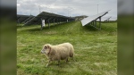 Sheep will be used to maintain vegetation under Conestoga College's solar panels. (Conestoga College/Submitted)