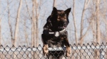 Windsor police canine Rolex. (Source: Kati Panasiuk)