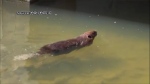 A beaver swims across Silver Lake in Waterloo Park on April 23, 2024. (Submitted/Matt Morris)