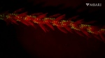 This image provided by the Monterey Bay Aquarium Research Institute in April 2024 shows bioluminescence in the sea whip coral Funiculina sp. observed under red light in a laboratory. (Manabu Bessho-Uehara / MBARI via AP)