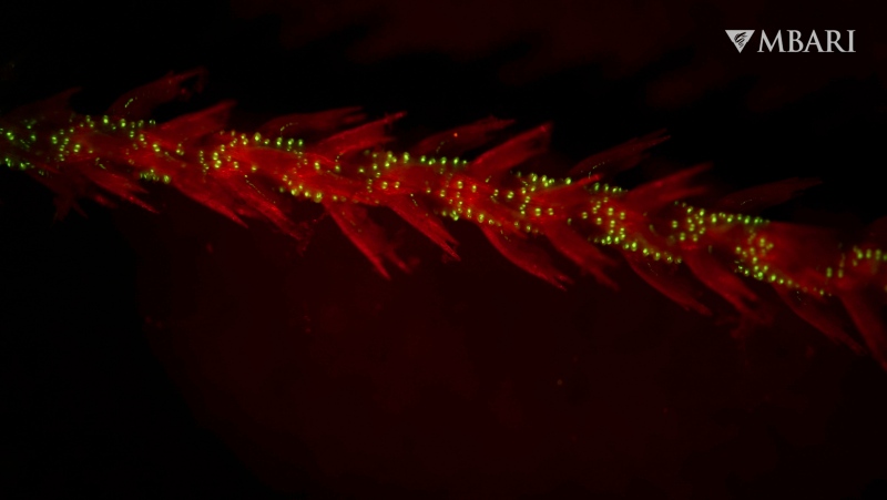 This image provided by the Monterey Bay Aquarium Research Institute in April 2024 shows bioluminescence in the sea whip coral Funiculina sp. observed under red light in a laboratory. (Manabu Bessho-Uehara / MBARI via AP)