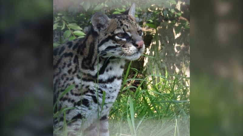 Bragin the ocelot was recently euthanized at the Assiniboine Park Zoo after his health declined. April 23, 2024. (Assiniboine Park Zoo)