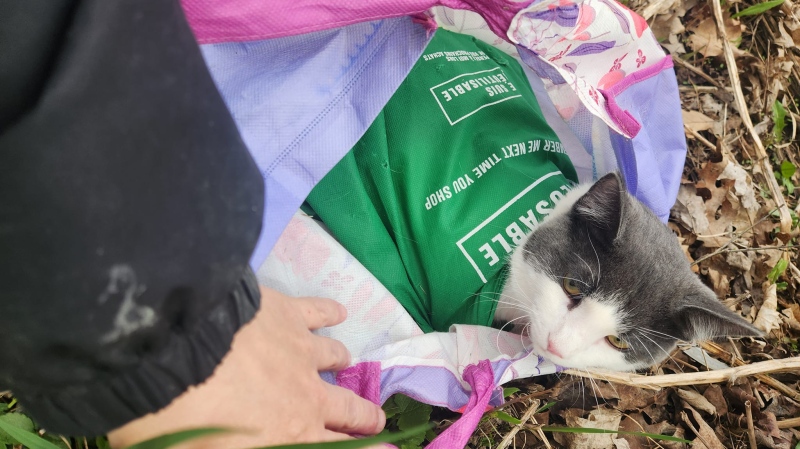 A cat was found on an embankment in Paris after it was tied up inside two bags and abandoned. April 2024 (Courtesy: Hillside Kennels Animal Control)