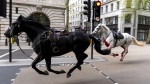 Two escaped army horses escaped during a training exercise and ran through the streets of London, England. (Photo by Jordan Pettitt/PA Images via Getty Images)