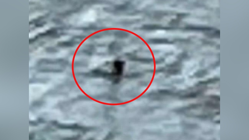 Is this a picture of the 'Loch Ness Monster?'
