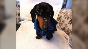Wilfred the dachshund is seen wearing a sweater in this image handed out by the BC SCPA. 
