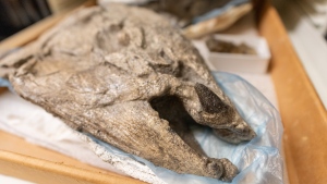 A spike-tooth salmon fossil is shown on display at the University of Oregon in this handout image. (HO-University of Oregon / The Canadian Press)