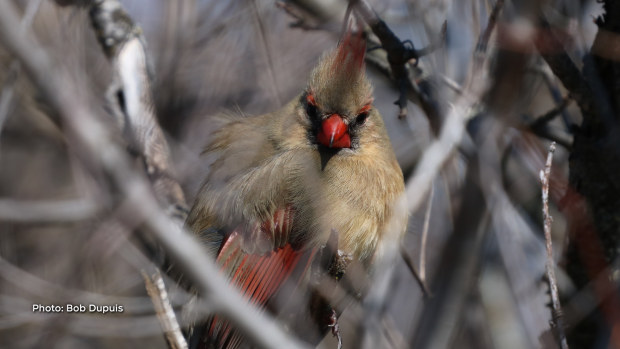 A female Northern Cardinal peeking through the branches. (Bob Dupuis/CTV Viewer)