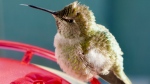 A female Anna's hummingbird rests on a feeder in Vancouver, B.C., Friday, Jan. 12, 2024, amid a cold snap in southern British Columbia. (Ian Young / The Canadian Press)