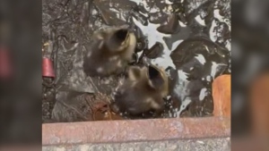 Two ducklings stuck in a Kitchener sewer on April 24, 2024. (Submitted/Eric Grimes)