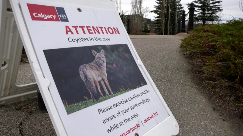 Caution advised as coyotes emerge