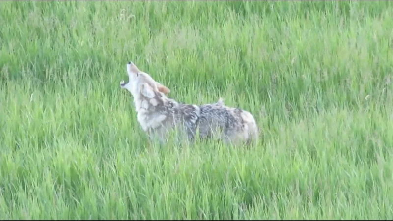 The City of Calgary's wildlife team says they're fielding hundreds of calls about coyotes.