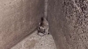 Mountain lions rescued from Colo. dam