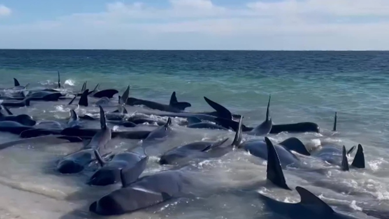 Dozens of whales washed up on Australia beach