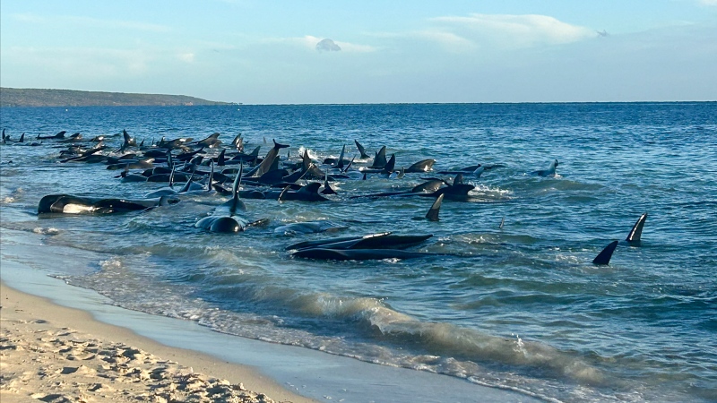This image supplied by Department of Biodiversity, Conservation and Attractions, shows a pod of pilot whales stranded on a beach at Toby's Inlet in Western Australia, Thursday, April 25, 2024. (Department of Biodiversity, Conservation and Attractions via AP)