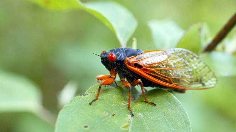 S.C. residents calling police over cicada's