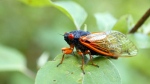 S.C. residents calling police over cicadas