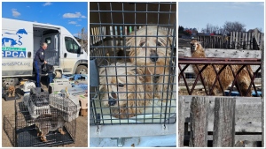 The Alberta SPCA seized 82 animals in distress from a home in Mountain View County on April 22, 2024. (Supplied)
