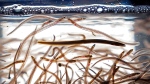 Baby eels, also known as elvers, swim in a tank after being caught in the Penobscot River, Saturday, May 15, 2021, in Brewer, Maine. (Source: THE CANADIAN PRESS/AP-Robert F. Bukaty)