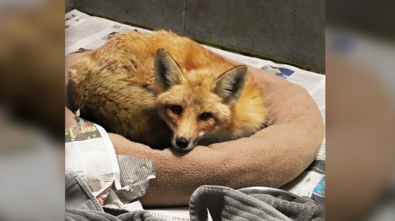 A red fox believed to have ingested rodent poison is recovering at the Toronto Wildlife Centre after receiving a dog blood transfusion. (TWC photo)