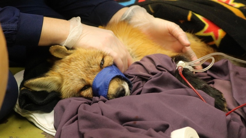 A red fox believed to have ingested rodent poison receives a dog blood transfusion at the Toronto Wildlife Centre. (TWC photo)