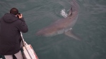 A man views a shark. (Source: Atlantic Shark Expeditions)