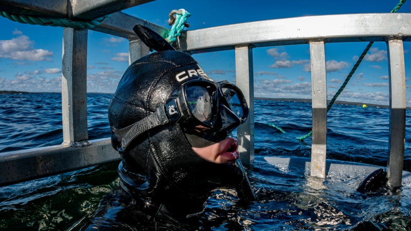 A diver in a shark cage is pictured. (Source: Atlantic Shark Expeditions)