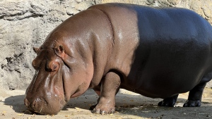 DNA tests confirmed that Gen-chan, a 12-year-old hippo, was a female. (Osaka Tennoji Zoo)