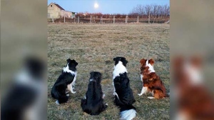 Four Border Collies watching the moon rise in Lockport. Photo by Deb Samson.