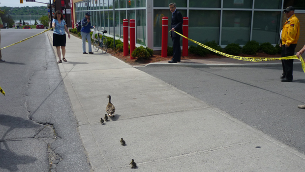 Daisy, a Mallard duck, walking her babies to the water in Barrie Ont. (Courtesy: Melissa Foster)
