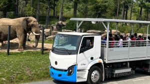 Parc Safari will now use electric trucks to transport people through the Safari Adventure site (photo: Parc Safari)
