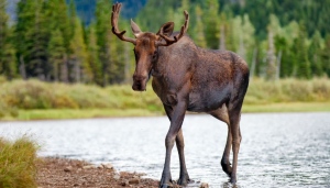 Two hunters from North Bay, Ont., and a third from Temagami pled guilty recently to offences they committed during a 2022 moose hunt. (File)