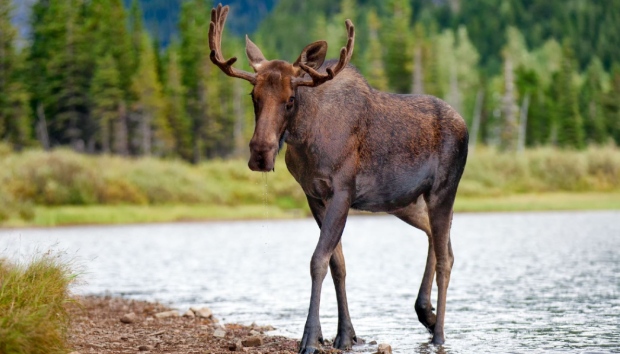 Two hunters from North Bay, Ont., and a third from Temagami pled guilty recently to offences they committed during a 2022 moose hunt. An undated photo of a bull moose. (File photo/CTV News)