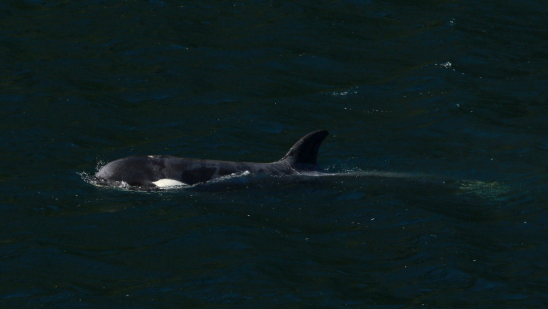A female orca calf is seen near Zeballos, B.C., on Friday, April 19, 2024. THE CANADIAN PRESS/Chad Hipolito