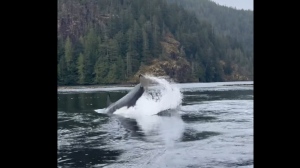 Video shows an orca playing in the water near Zeballos B.C. (Judae Smith/Facebook)