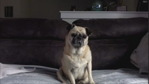 Nugget the blind pug went missing from his home on Easter Sunday (Kimberly Rio Wertman CTV News) 