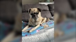 Nugget the blind pug went missing from its home on Easter Sunday (Marnie Lee Mackintosh) 