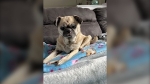 Nugget the blind pug went missing from its home on Easter Sunday (Marnie Lee Mackintosh) 